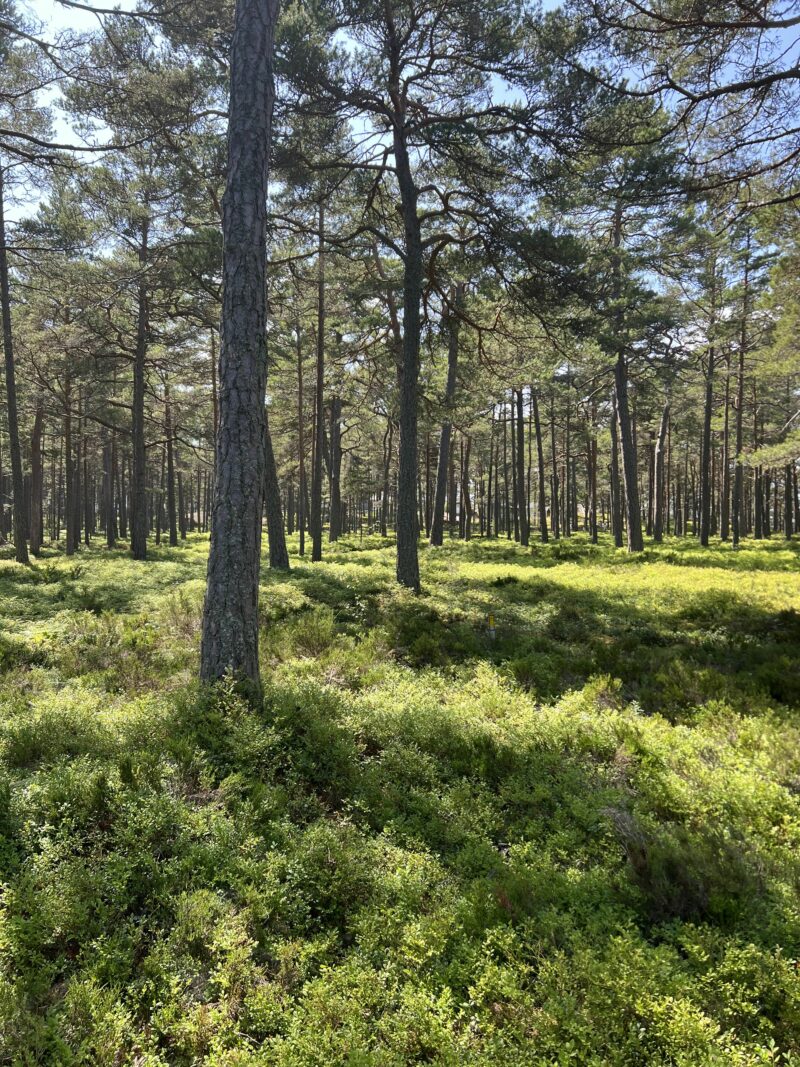 Sunlit forest trail surrounded by pine trees on Ingmarsö Island, Stockholm Archipelago Trail.