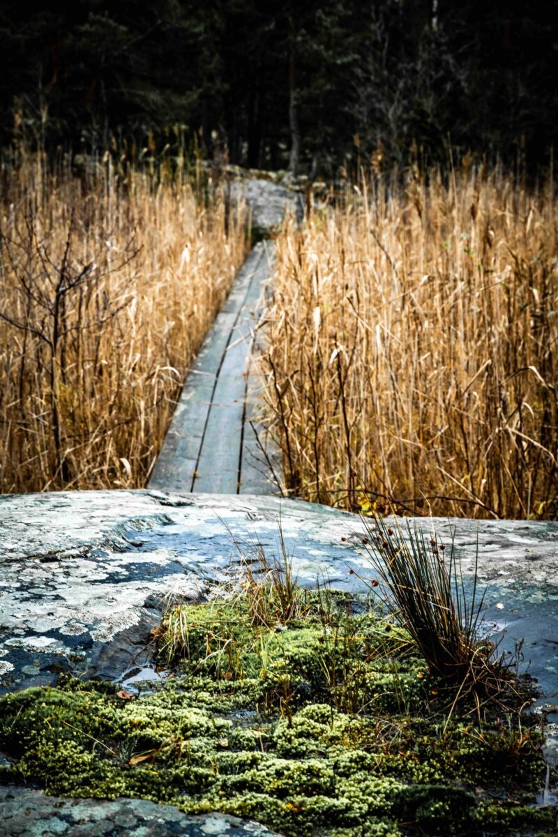 Walkway through the reeds SAT Utö